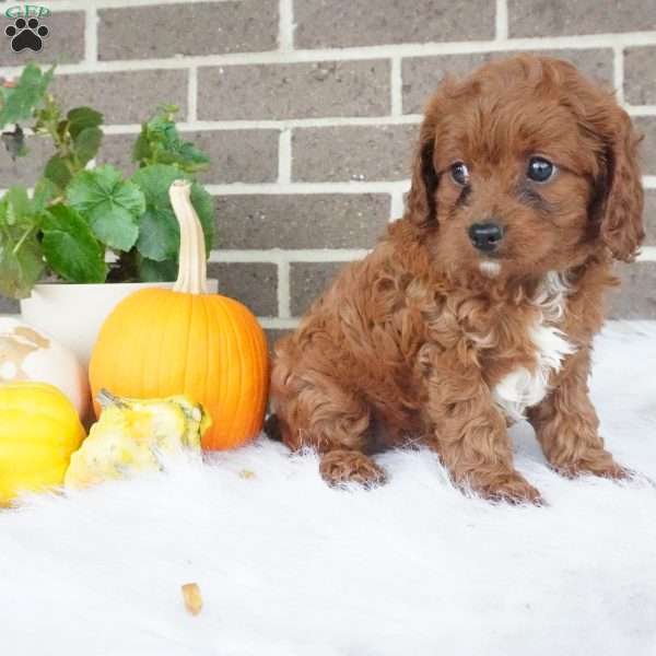 Libby, Cavapoo Puppy